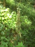 Calamagrostis arundinacea. Соцветие. Курская обл., Железногорский р-н, ур. Кармановская дача. 24 июля 2007 г.