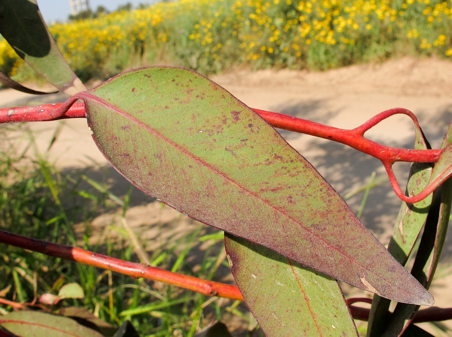 Image of genus Eucalyptus specimen.