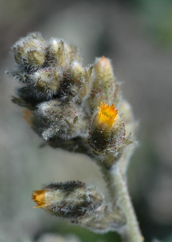 Image of Biebersteinia multifida specimen.