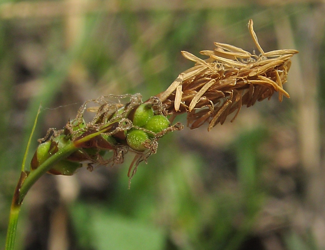 Image of Carex caryophyllea specimen.