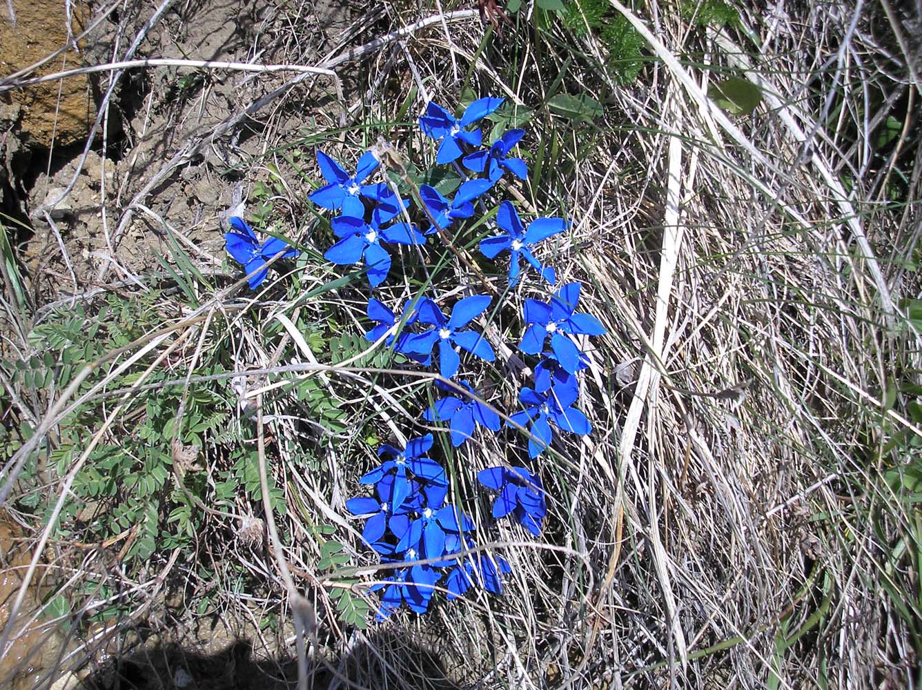 Image of Gentiana angulosa specimen.