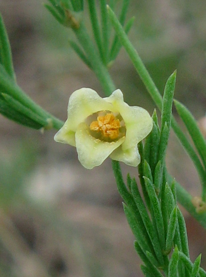 Изображение особи Asparagus officinalis.