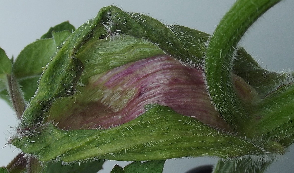 Image of Heracleum sphondylium specimen.