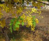 Cassia fistula