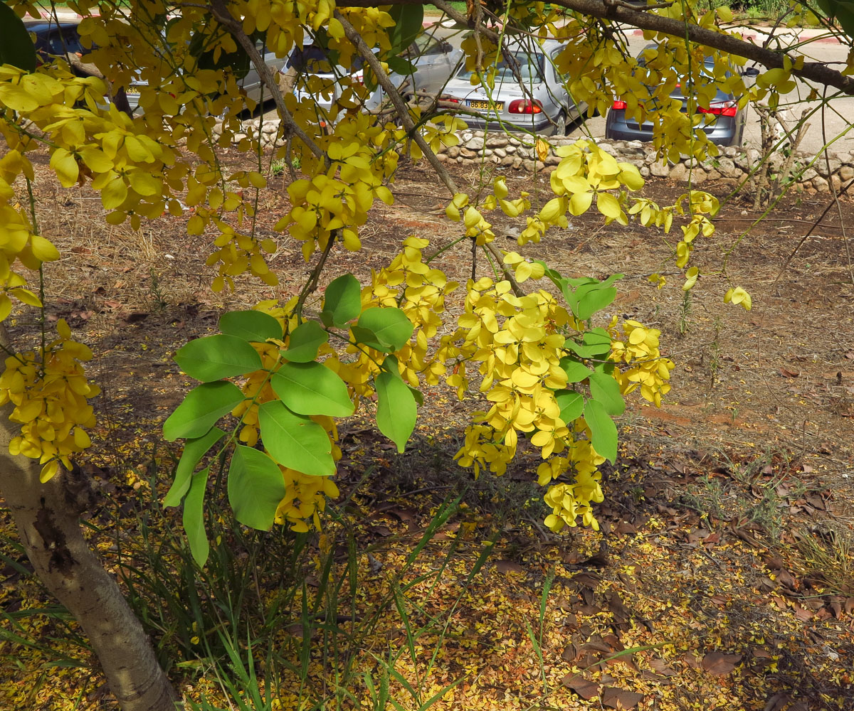 Image of Cassia fistula specimen.
