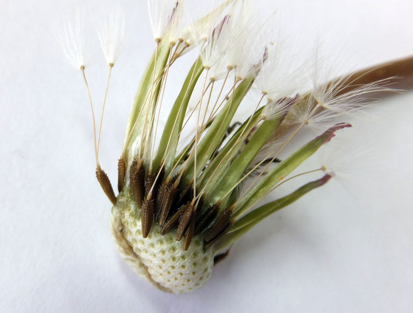 Image of genus Taraxacum specimen.