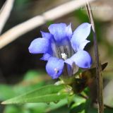 Gentiana triflora