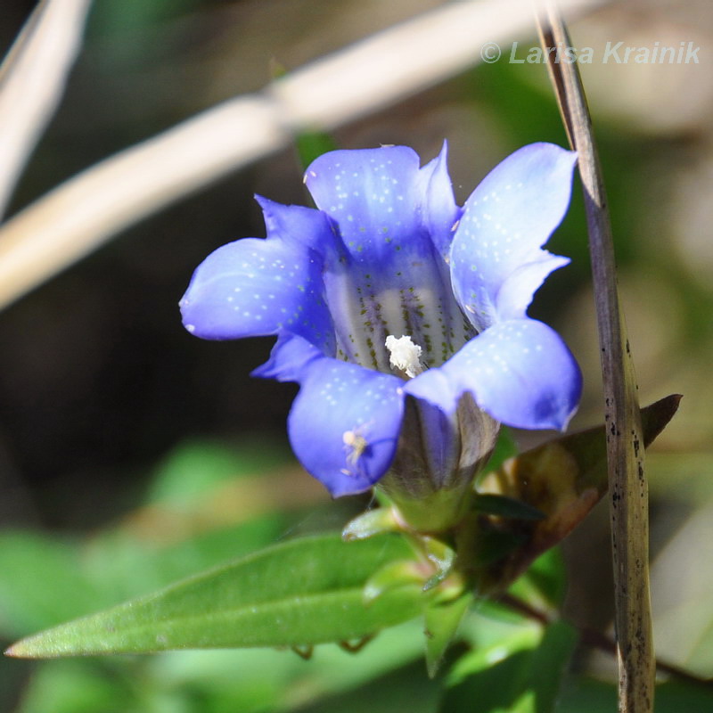 Изображение особи Gentiana triflora.