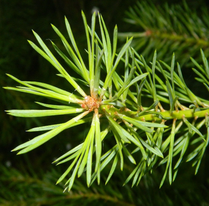 Изображение особи Pinus sylvestris.