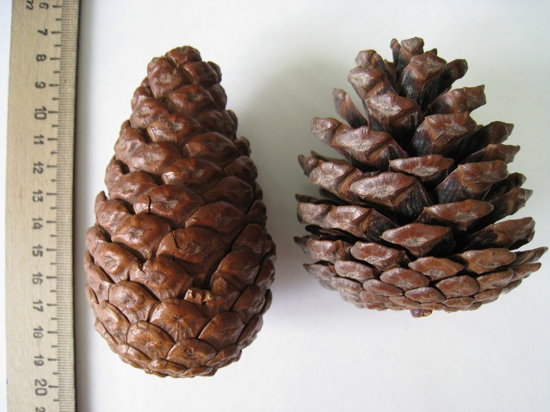 Изображение особи Pinus pityusa.