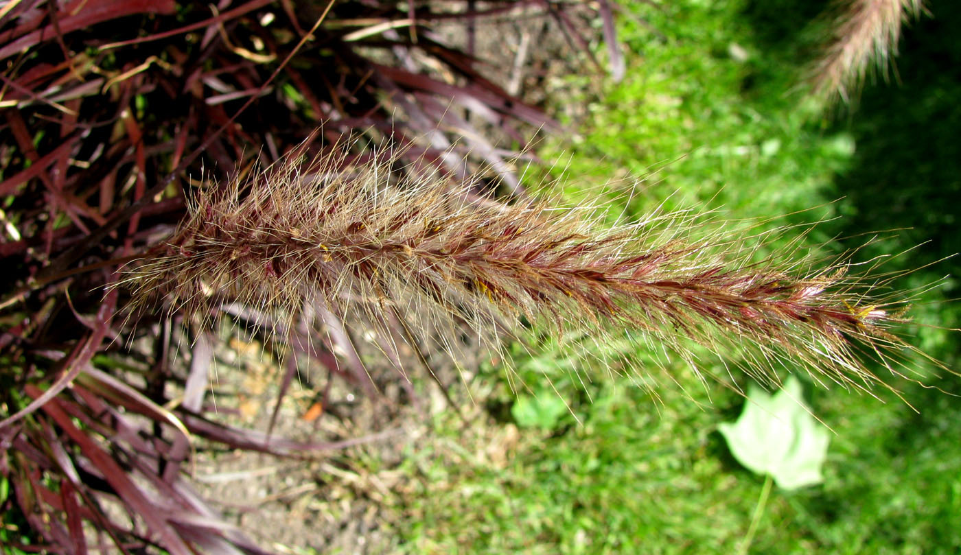 Изображение особи Pennisetum setaceum.