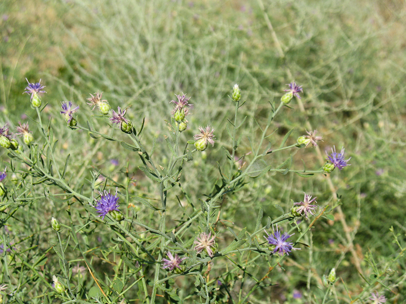 Image of Acroptilon repens specimen.