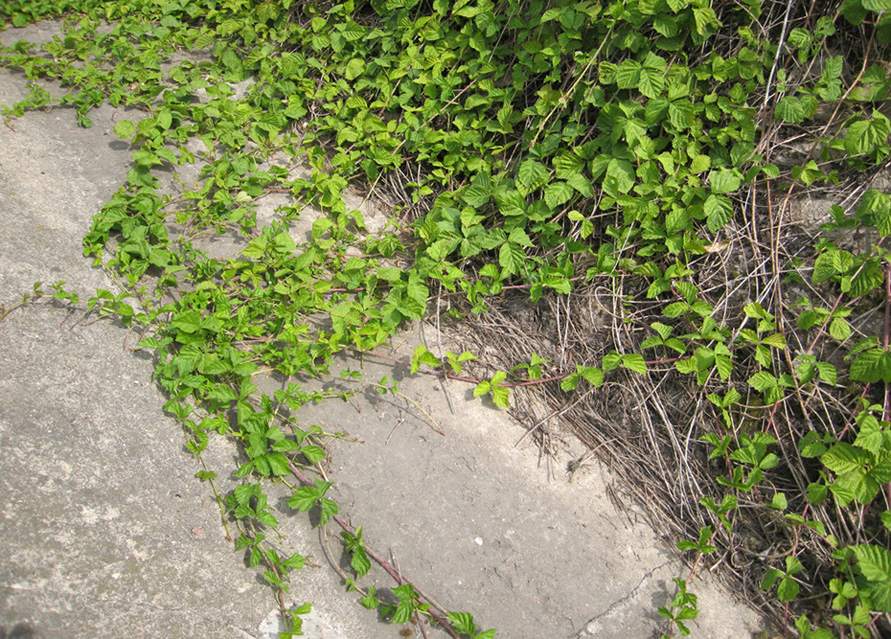 Изображение особи Rubus caesius.