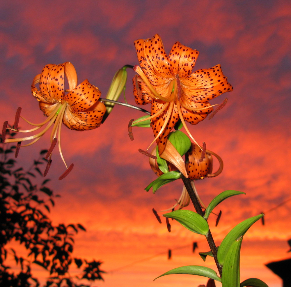 Image of Lilium lancifolium specimen.