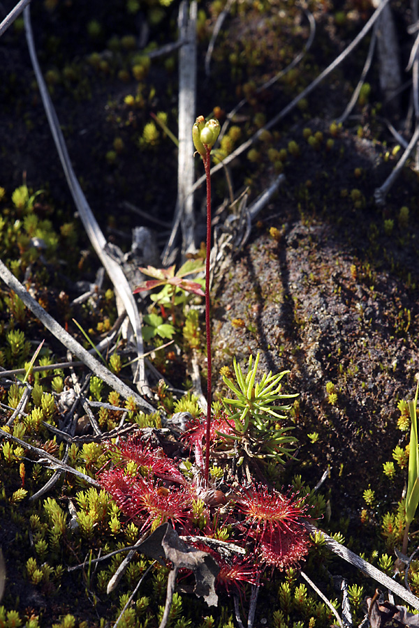 Image of Drosera rotundifolia specimen.