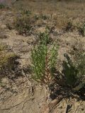 Salicornia perennans