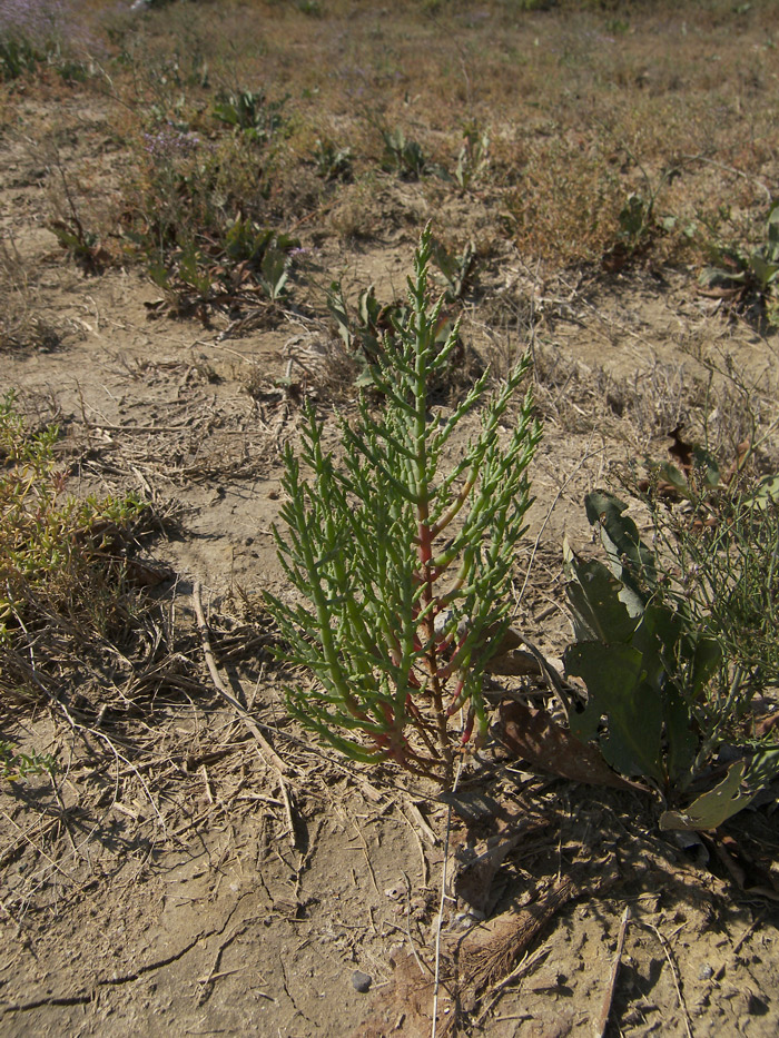 Изображение особи Salicornia perennans.