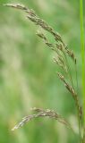 Deschampsia cespitosa