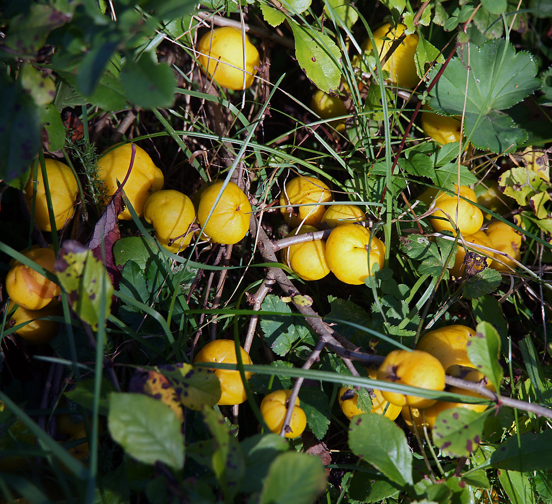 Изображение особи Chaenomeles japonica.