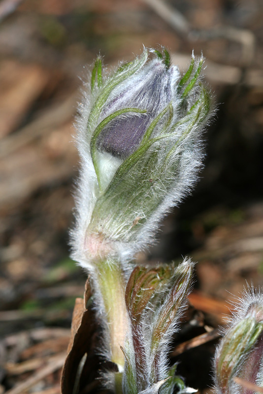 Изображение особи Pulsatilla patens.