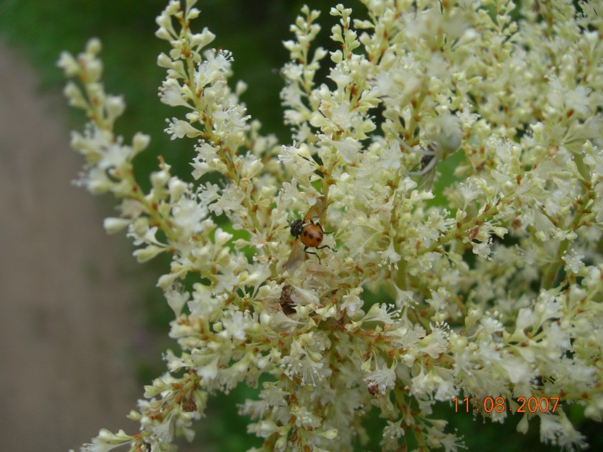 Изображение особи Reynoutria sachalinensis.