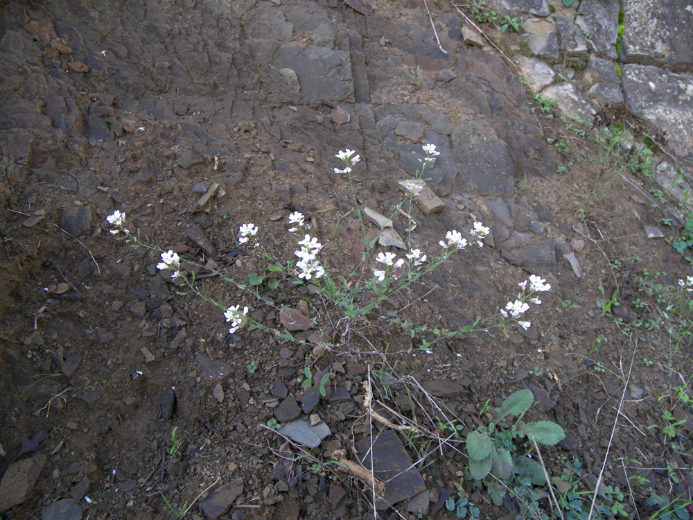 Image of Noccidium hastulatum specimen.