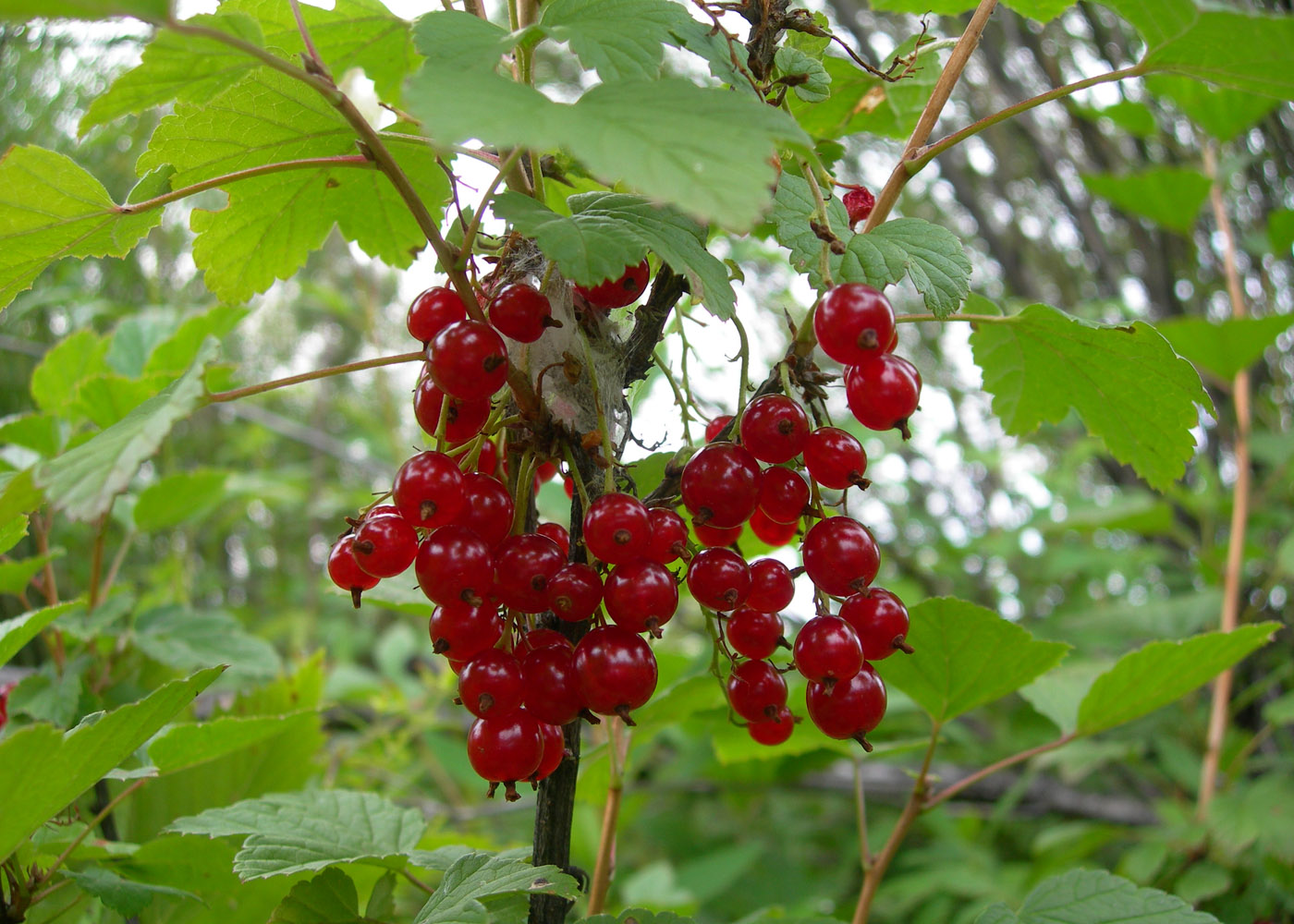 Image of Ribes spicatum specimen.