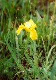Iris humilis. Цветущее растение. Хакасия, Усть-Абаканский район, степь в районе Красного озера. Май 2003 г.