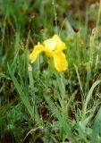 Iris humilis. Цветущее растение. Хакасия, Усть-Абаканский район, степь в районе Красного озера. Май 2003 г.