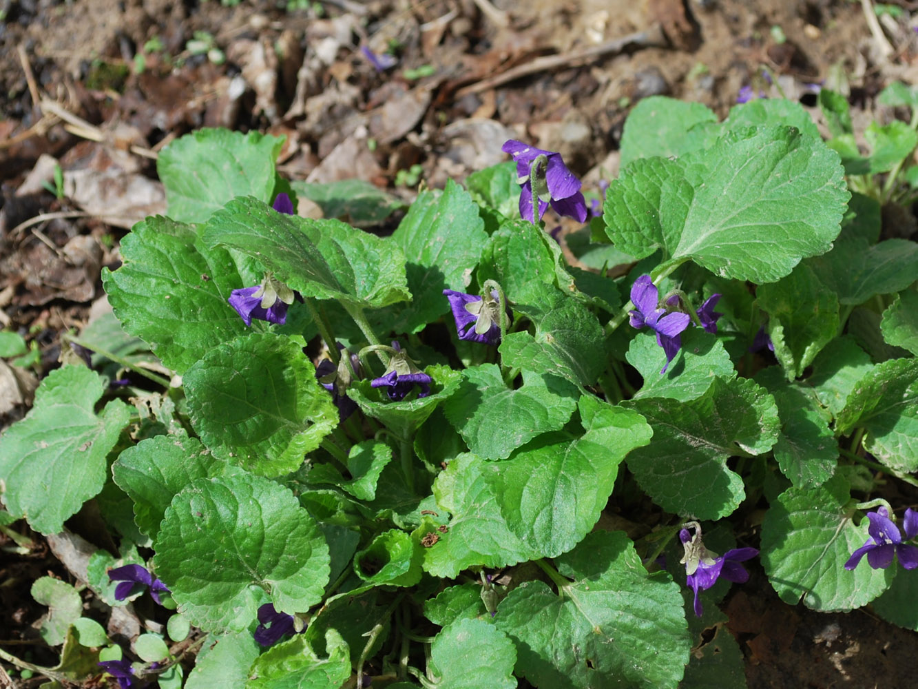 Image of Viola odorata specimen.