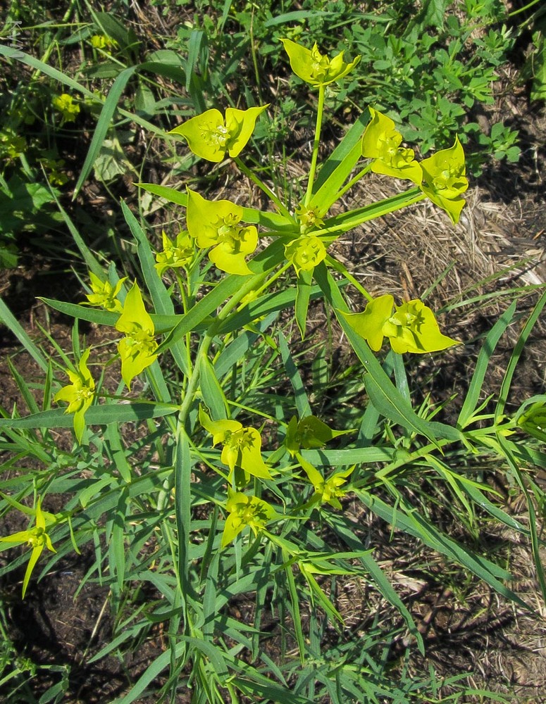 Изображение особи Euphorbia uralensis.