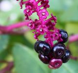 Phytolacca americana