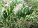 Potentilla bifurca