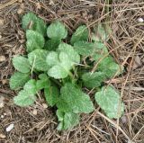 genus Eryngium. Молодое вегетирующее растение. Израиль, Северный Негев, лес Лаав. 23.01.2013.