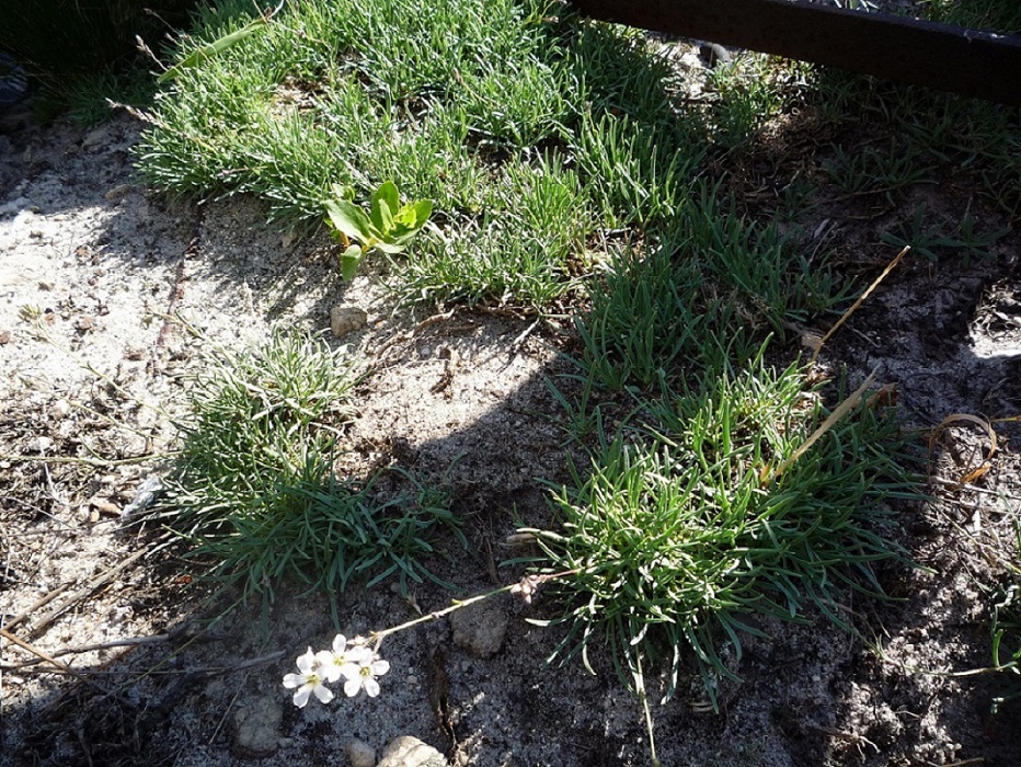 Изображение особи Gypsophila uralensis.