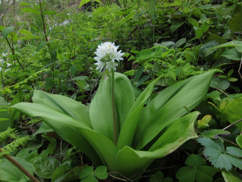 Image of Clintonia udensis specimen.