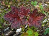 Rubus chamaemorus