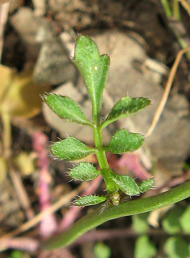 Image of Cardamine hirsuta specimen.