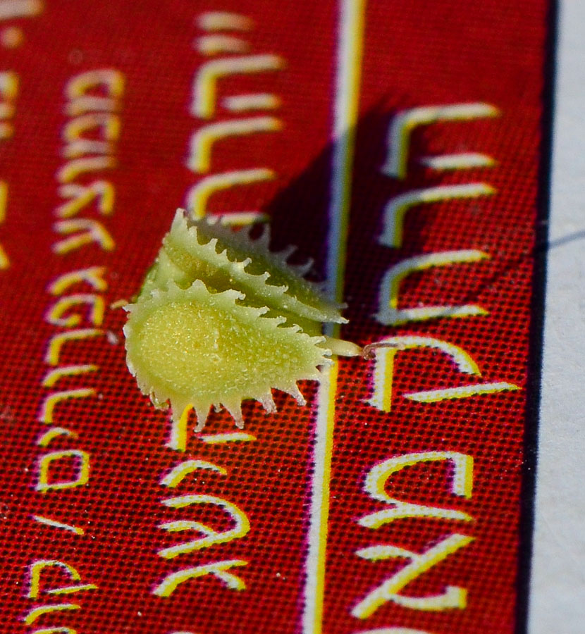 Image of Trichodesma africana specimen.