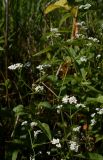 Galium palustre