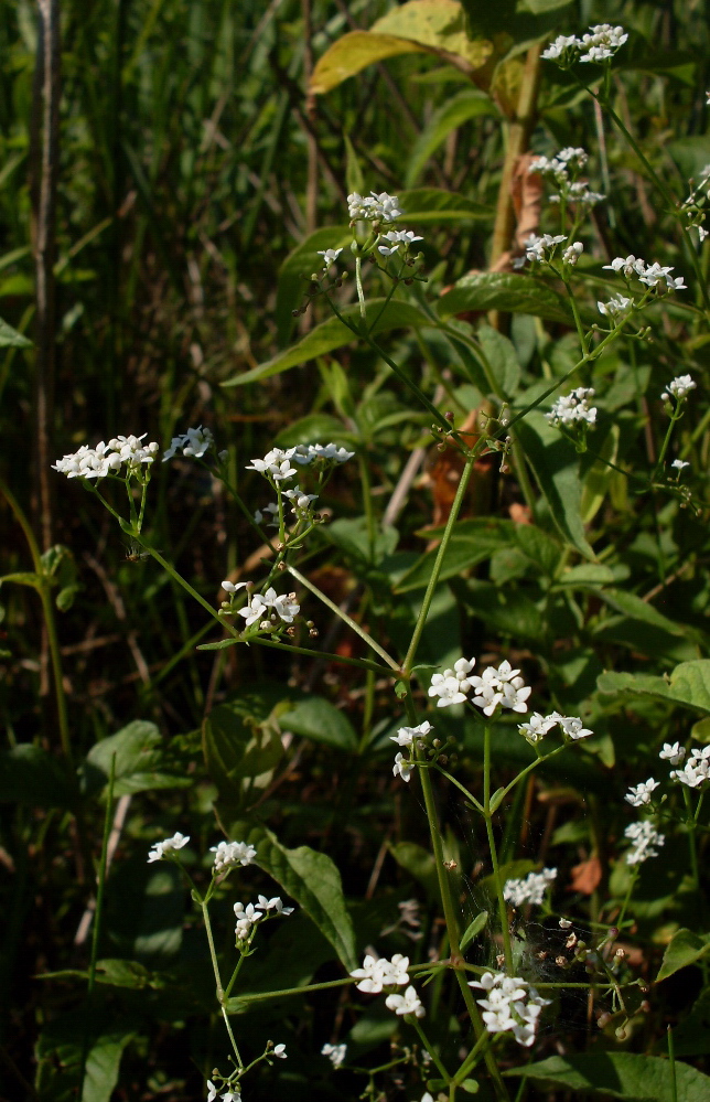 Image of Galium palustre specimen.