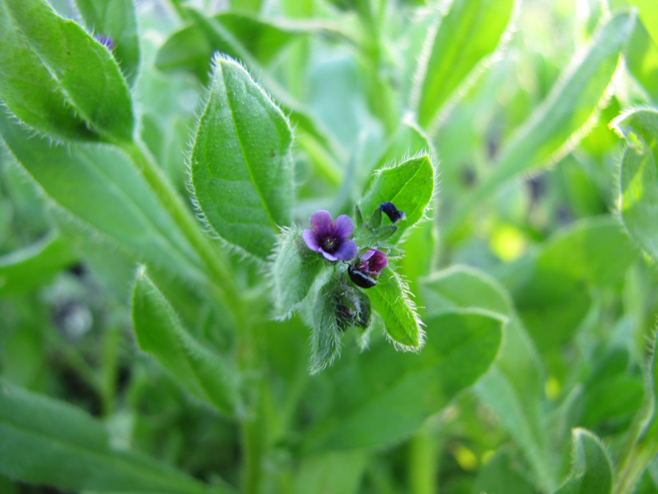 Изображение особи Asperugo procumbens.