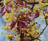 Acer platanoides. Побеги с соцветиями (краснолистная форма). Швеция, Уппсала, 8 мая 2009 г.