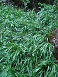 Galanthus caspius