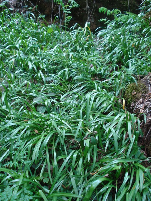 Изображение особи Galanthus caspius.