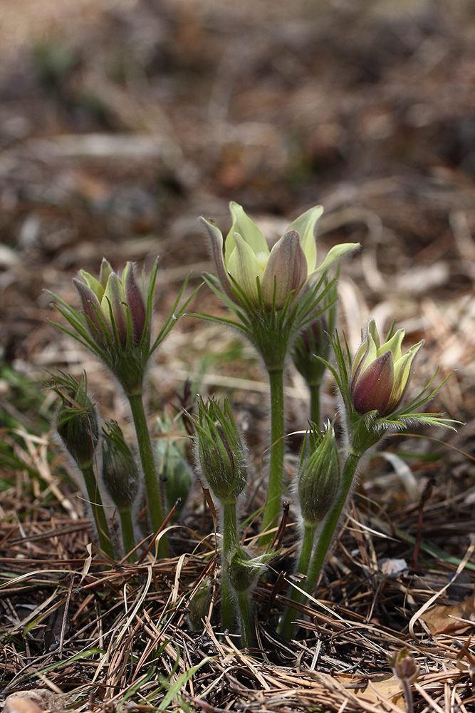 Image of Pulsatilla orientali-sibirica specimen.