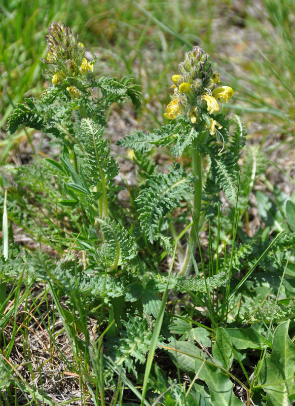 Image of Pedicularis condensata specimen.