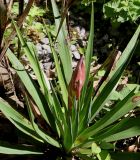 genus Yucca