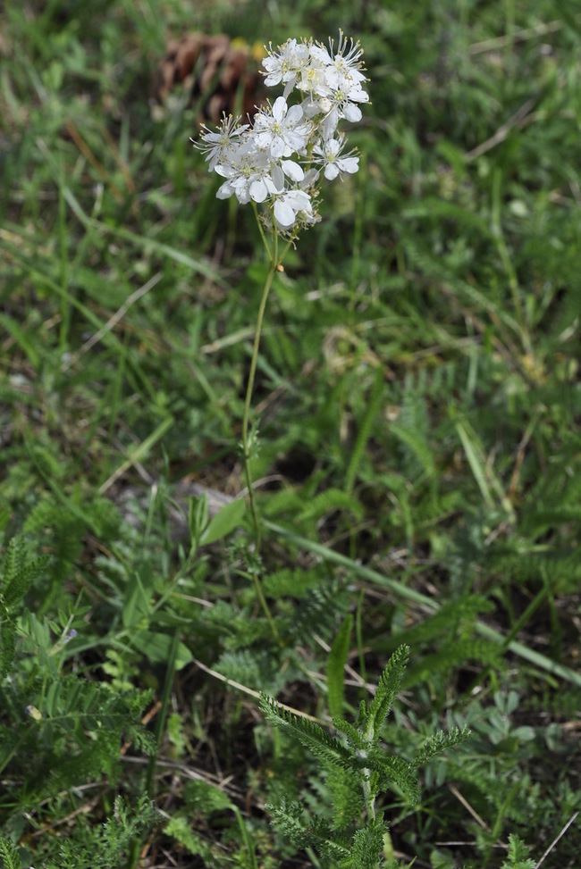 Image of Filipendula vulgaris specimen.