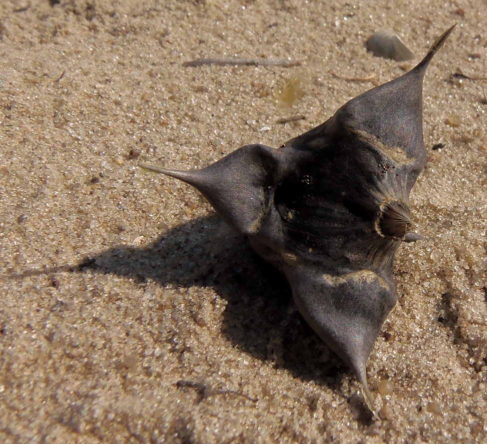Image of Trapa borysthenica specimen.